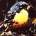 Kirtland's Warbler
